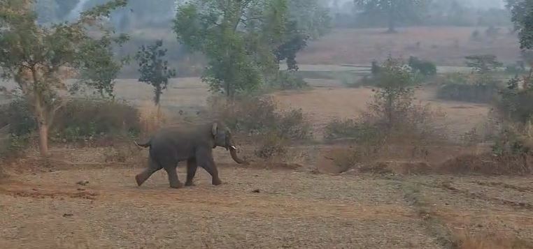 पहले हाथी को खदेड़ रहे थे, जब हाथी ने खदेड़ा तो कुएं में कूद कर बचाई जान, देखें वायरल वीडियो