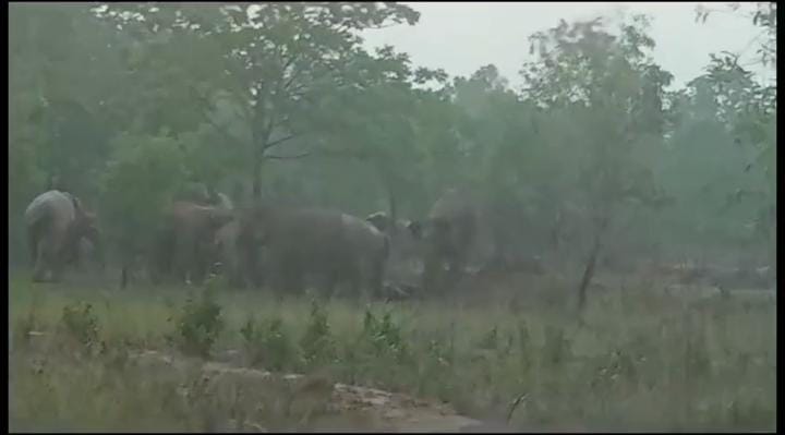 चाकूलिया में हाथियों का ताडंव से ग्रामीण परेशान, घर तोड़कर अनाज चट कर रहे है हाथी, पढ़ें क्या कर रहा है वन विभाग