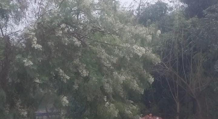 Bihar Weather Update: अचानक बदला बिहार के मौसम का मिजाज, इन जिलों में हो रही है झमाझम बारिश, IMD का अलर्ट जारी