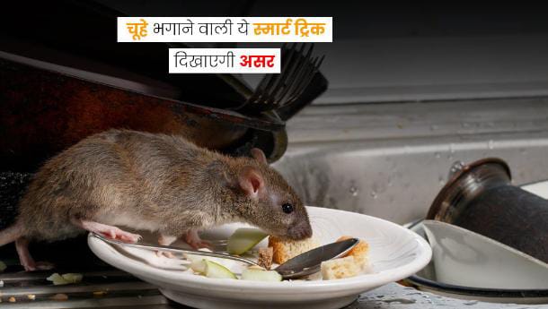 Tips And Tricks: चूहों ने घर में मचा रखा है आतंक, तो अपनाएं ये घरेलू उपाय, कोसों रहेंगे दूर