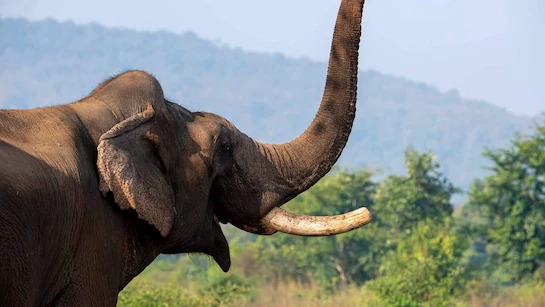 गजराज बने ‘यमराज’, एक युवक को कुचलकर मौत के घाट उतारा