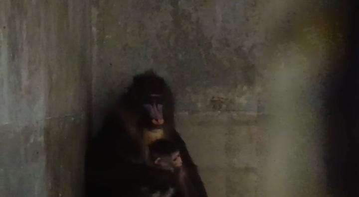 जमशेदपुर: नये मेहमानों की एंट्री से गुलजार हुआ टाटा जू, मादा लेपर्ड और मेंड्रिल बंदरिया ने दिया बच्चों को जन्म