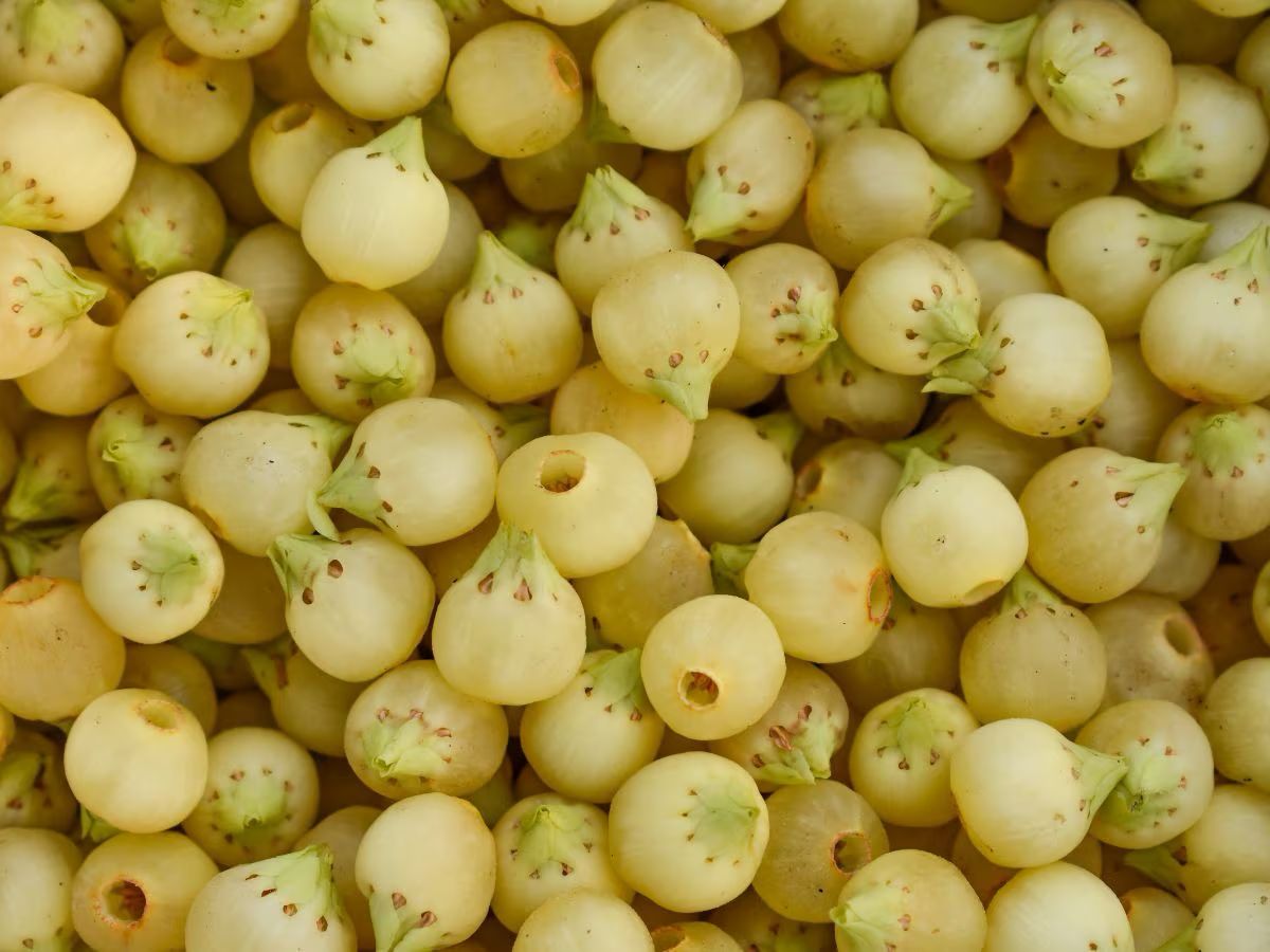 औषधीय गुणों  से भरपूर महुआ में छिपा है सेहत का खजाना, फायदे जान जाएंगे तो रोज करेंगे सेवन 