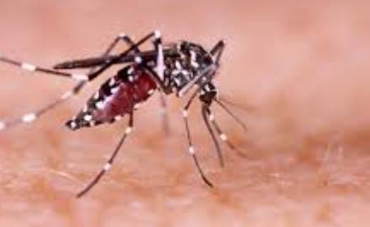 Tips And Tricks:मच्छरों के आतंक से हो गये हैं परेशान, तो जल्दी करें ये तीन प्राकृतिक उपाय, घर में मच्छरों की होगी नो एंट्री