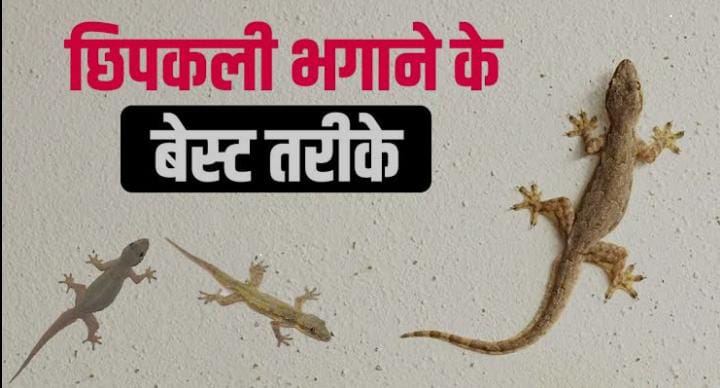 Tips And Tricks:घर में बढ़ते छिपकली के आतंक से हो चुके है परेशान, तो अपनाएं ये घरेलू उपाय, हो जायेगा इनका सफाया