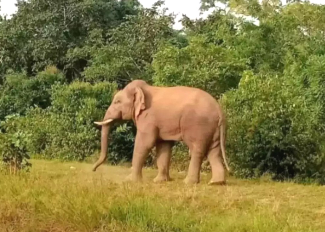 खूंटी में गजराज का आतंक, दीवार तोड़कर घर में घुसा फिर सूंड से पटककर कर दी ग्रामीण हत्या