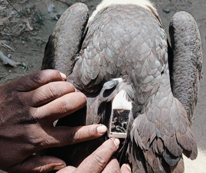 मोतिहारी में संदिग्ध गिद्ध मिलने से मचा हड़कंप, शरीर पर लगे एलक्ट्रॉनिक डिवाइस ने बढ़ाई प्रशासन की टेंशन