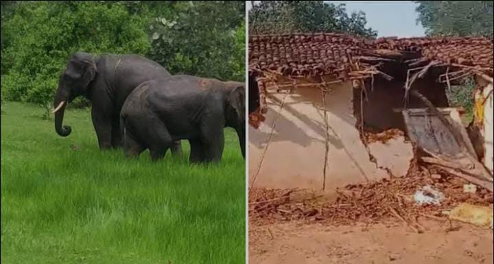 BREAKING: गुमला में नहीं थम रहा गजराज का आतंक, जंगली हाथियों ने दो ग्रामीणों को उतारा मौत के घाट, गांव में फैली दहशत