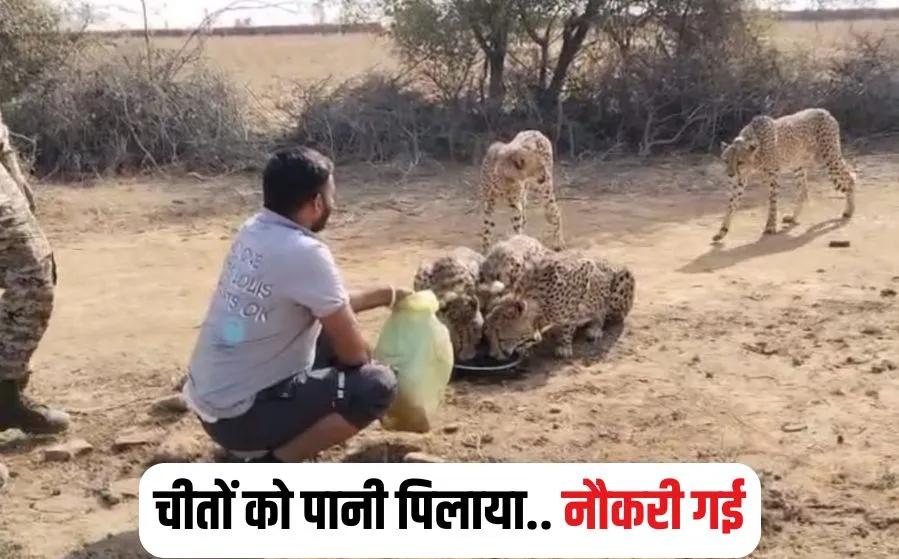 बेख़ौफ़ होकर प्यासे चीतों को पानी पिला रहा था शख़्स, वीडियो वायरल होते ही वन विभाग ने लिया ये एक्शन