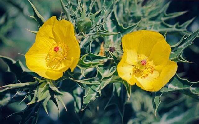 ये जंगली पौधा कई गंभीर बीमारियों का है रामबाण इलाज, पुरुषों की शारीरिक कमजोरी से लेकर इन समस्याओं को करता है दूर, जानें इसके बारे में