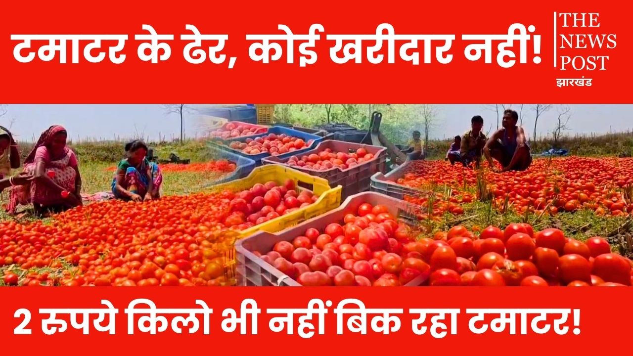किसानों को नहीं मिल रहे टमाटर की लागत के भी पैसे, खेतों में ही छोड़ने को हुए मजबूर, अब कंपनी भी लौटा रही वापस