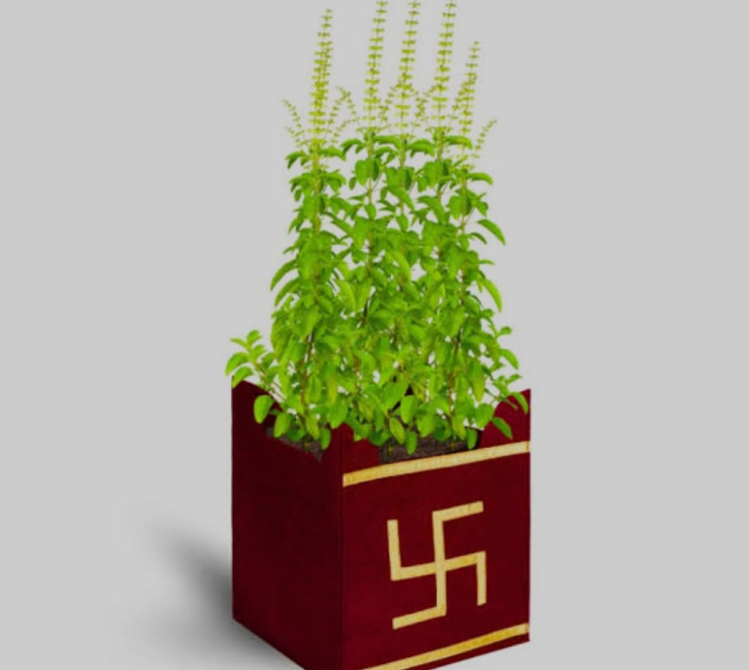 घर में लगी तुलसी देती है शुभ-अशुभ होने से पहले ये 7 संकेत, क्या आपने देखे हैं ये बदलाव?