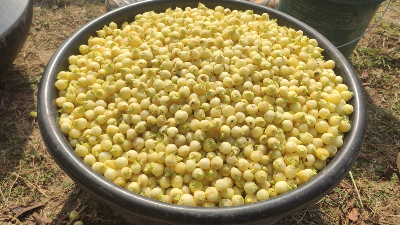 महुआ के फल-फूल की खुशबू से महकने लगा है साहिबगंज,जाने कैसे ग्रामीण बिना पूंजी के कमाते हैं लाखों का मुनाफा