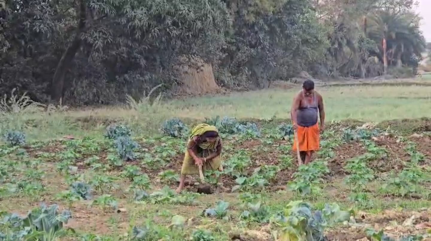कोल्ड स्टोरेज की कमी से बर्बाद हो रही किसानों की मेहनत, औने-पौने दामों पर बेच रहे सब्जियां, प्रशासन से स्थायी समाधान की मांग