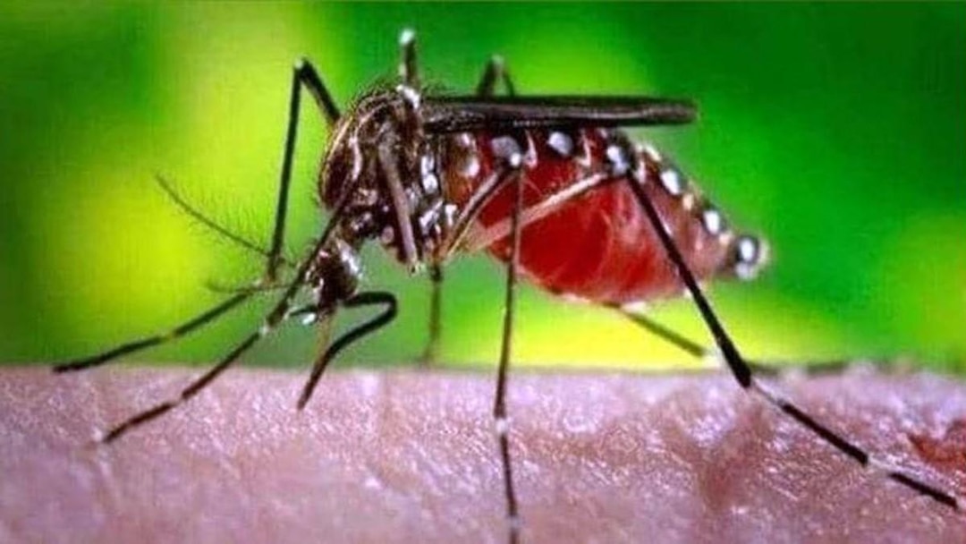 World Malaria Day 2025: गर्मियों में मच्छर से बचने के लिए फॉलो करें घरेलू टिप्स नहीं तो मलेरिया के हो सकते हैं शिकार