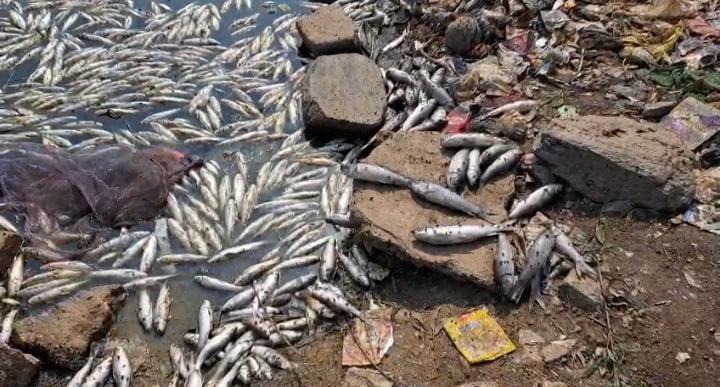 जमशेदपुर के इस तालाब में अचानक मर गई कई टन मछलियां, लोगों को बीमारी फैलने का सता रहा है डर