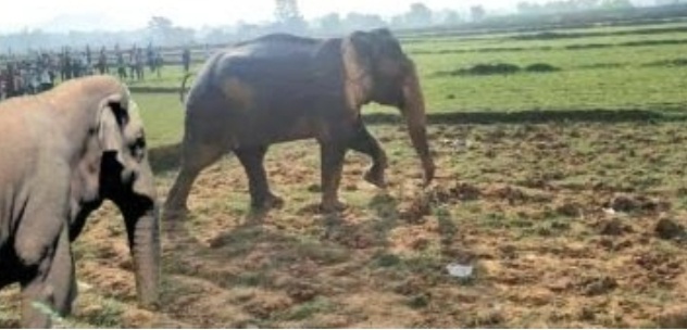 हजारीबाग और चतरा में हाथियों का आतंक, दो लोगों की ली जान, दहशत में ग्रामीण