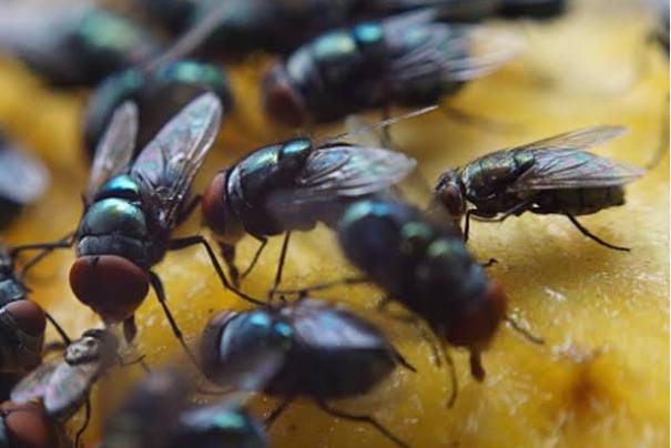 मक्खी और चीटियों के आतंक से हो चुके हैं परेशान, तो पोछे के पानी डाल दें ये दो चीजें, फिर देखें कमाल