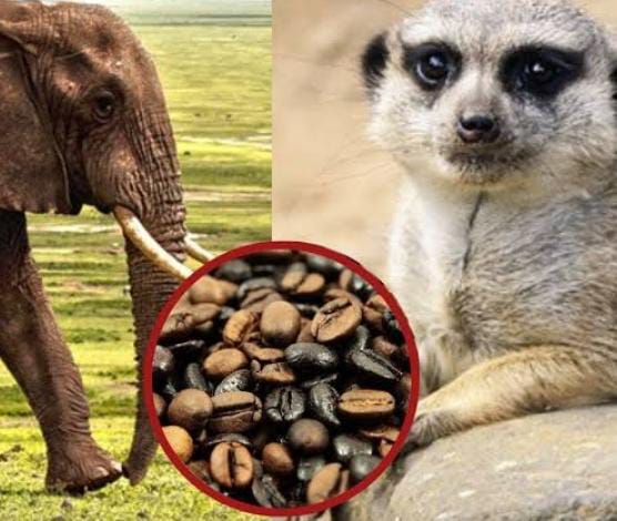 Oops! इन जंगली जानवरों की पॉटी से बनती है ये तीन तरह की कॉफी, जाने क्यों फिर भी शौक से पीते हैं लोग