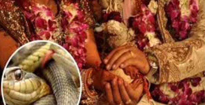 अरे बाप रे! इस समाज के लोग शादी के समय दामाद को तोहफे में देते है 21 जहरीले सांप, जानें हैरान करनेवाली परंपरा का रहस्य