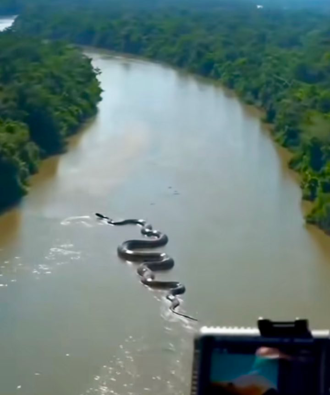 अमेज़न में तैरते दिखा विशाल एनाकोंडा, वायरल वीडियो देख लोग हैरान