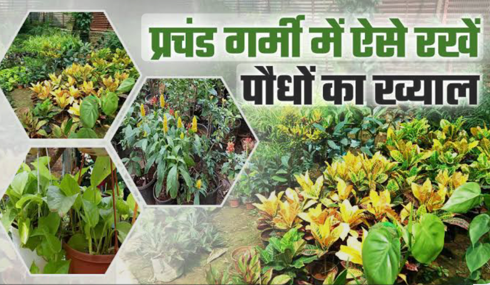 तेज धूप और भीषण गर्मी में भी कैसे रखें अपने पेड़-पौधों को हरा-भरा? जानिए जरूरी उपाय