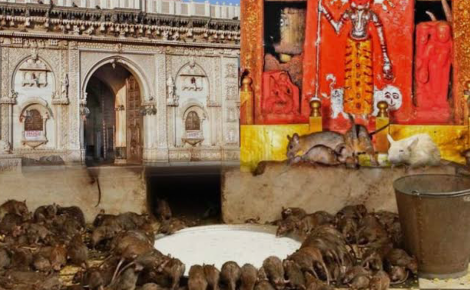 यहां चूहों के जूठा प्रसाद से मिलता है आशीर्वाद, जानें करणी माता मंदिर की अनोखी परंपरा