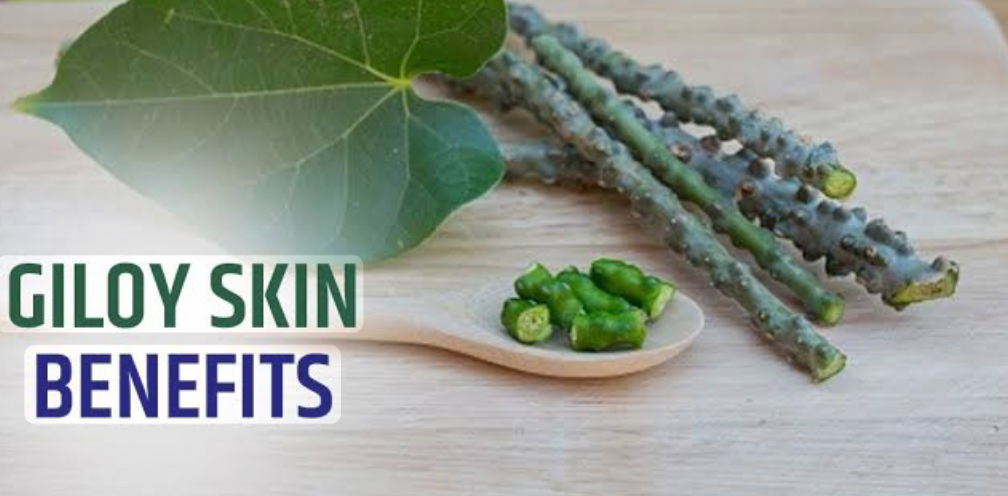 गिलोय की पत्तियों से पाएं ग्लोइंग स्किन, जानिए इसके फायदे और उपयोग करने के तरीके