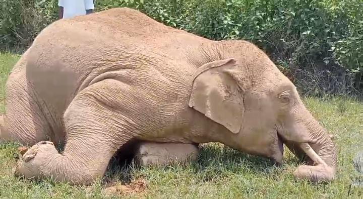 हथियों की सुरक्षा में विफल हो रहा वन विभाग! सरायकेला के आमड़ा बेड़ा में फिर विशालकाय दांतेल हाथी की मौत 