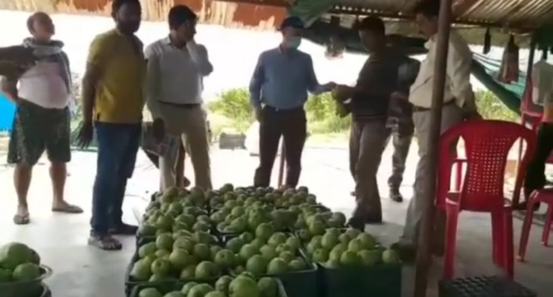 पलामू में फल रहे थाईलैंड के अमरुद, बंजर जमीन पर  हरित क्रांति