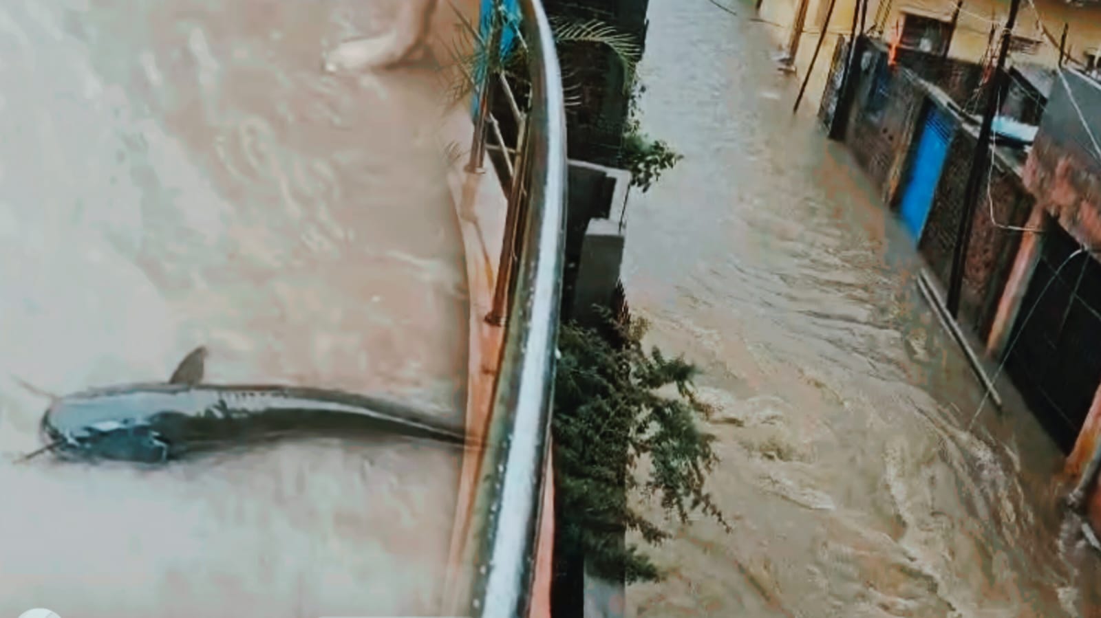 झारखंड में राहत नहीं आफ़त बनी पहली बारिश: शहर हुए जलमग्न, सड़कों पर तैरती दिखी मछलियां