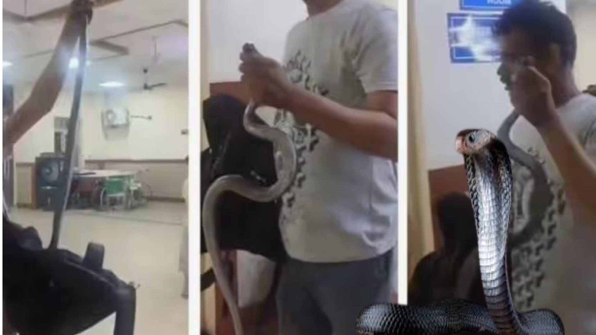 अचानक डॉक्टर साहब के सामने बैग में भरकर सांप ले आया युवक, वजह जानेंगे तो आप भी हैरान हो जाएंगे ?
