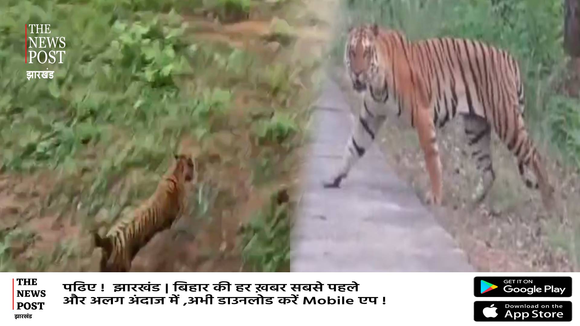 पलामू पहुंचते ही बाघ को जंगल में छोड़ा, पिंजरे से निकलते ही लगा दहाड़ने, जानिए किला बाघ कैसे पहुंच गया था रांची, देखिए वीडियो