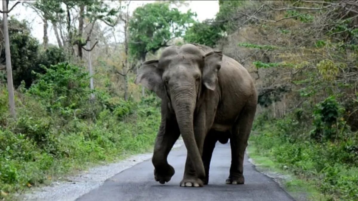 कोडरमा में गजराज का आतंक! बुजुर्ग को पहले पटका फिर कुचलकर ले ली जान, ग्रामीणों में दहशत