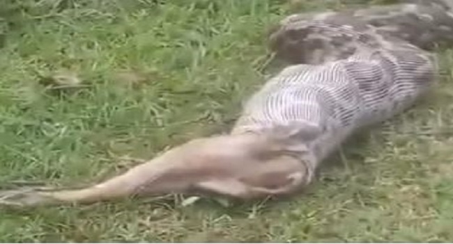 OMG…चंद मिनटों में जिंदा लोमड़ी को निगल गया अजगर, दहशत में ग्रामीण, देखें वीडियो