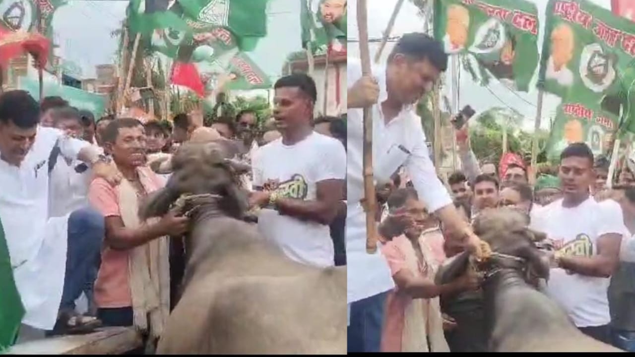 बिहार बंद में भैंस प्रदर्शन विधायक जी को पड़ गया भारी, भैंस पर बैठते वक़्त बैलेंस बिगड़ा और धड़ाम से गिर गए नीचे, अब Video हो रहा वायरल
