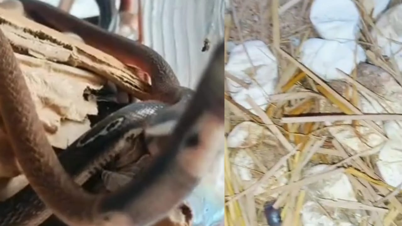 पाकुड़: आंगन में मिला कोबरा की संतानों की फौज, 42 बच्चों को वन विभाग ने किया रेस्क्यू, गांव में मचा हड़कंप