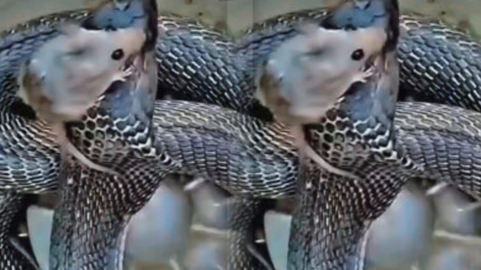 जान आफत में देख चूहें ने कोबरा के फन पर बैठ कर की ऐसी सवारी की नर्वस हो गया नाग! आप भी देखिए वीडियो