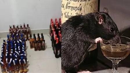 झारखंड के चूहों ने शराब पीकर धनबाद के "म्यूजिकल चेयर"  को कैसे खतरे में डाल दिया है, पढ़िए इस रिपोर्ट में !