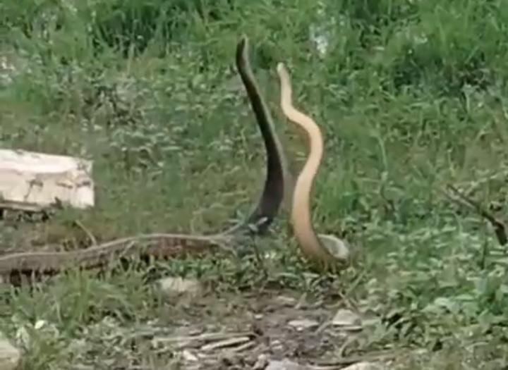 OMG! घंटों अठखेलियां करता रहा नाग नागिन का ये जोड़ा, देखते रह गए लोग, आप भी देखिए-VIRAL VIDEO