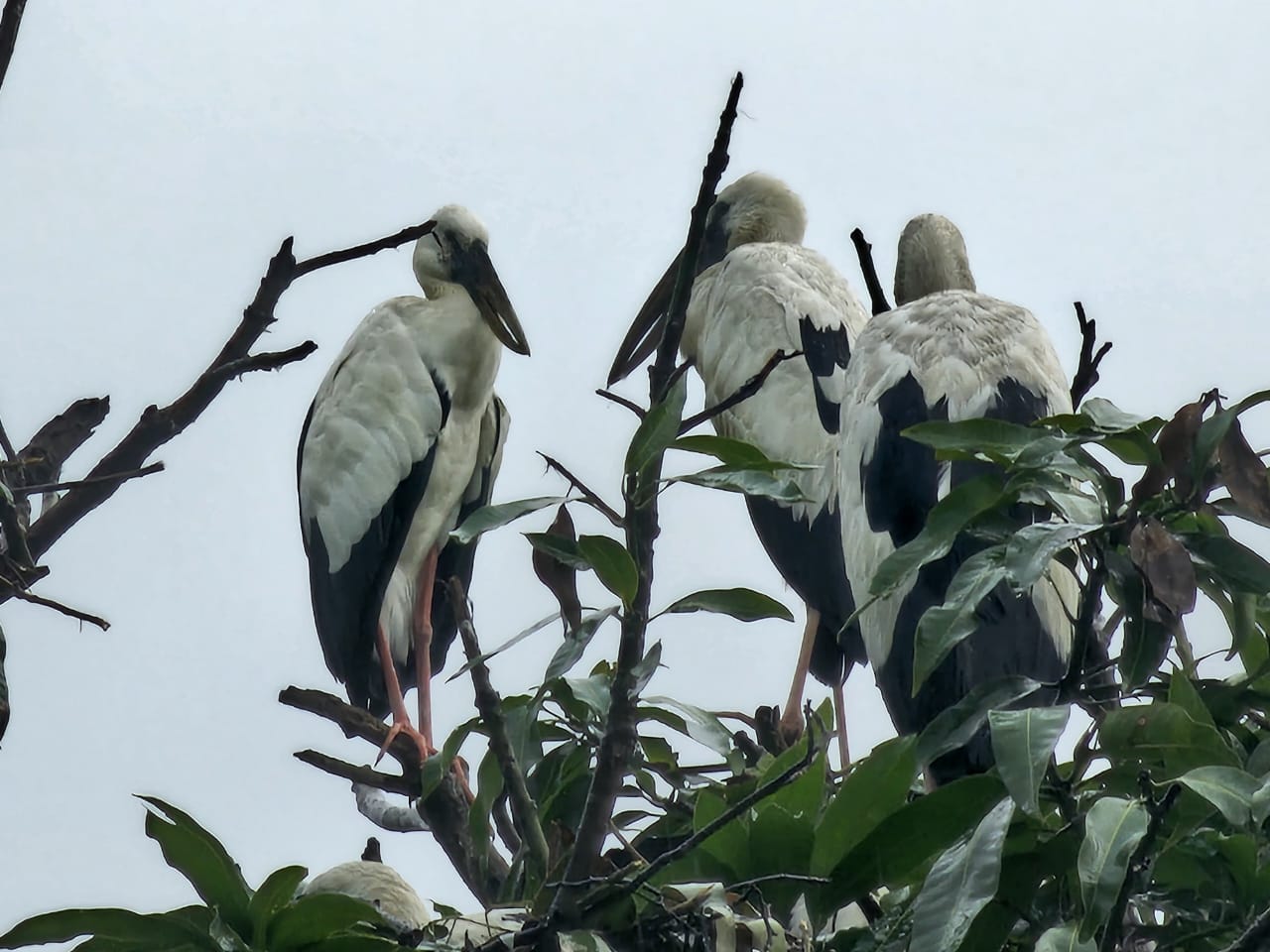 साइबेरिया से उड़ान और झारखंड में विश्राम! हजारों मील का सफर और ठिकाना बना एक थाना, पढ़िए साइबेरियन पक्षियों की अनोखी कहानी
