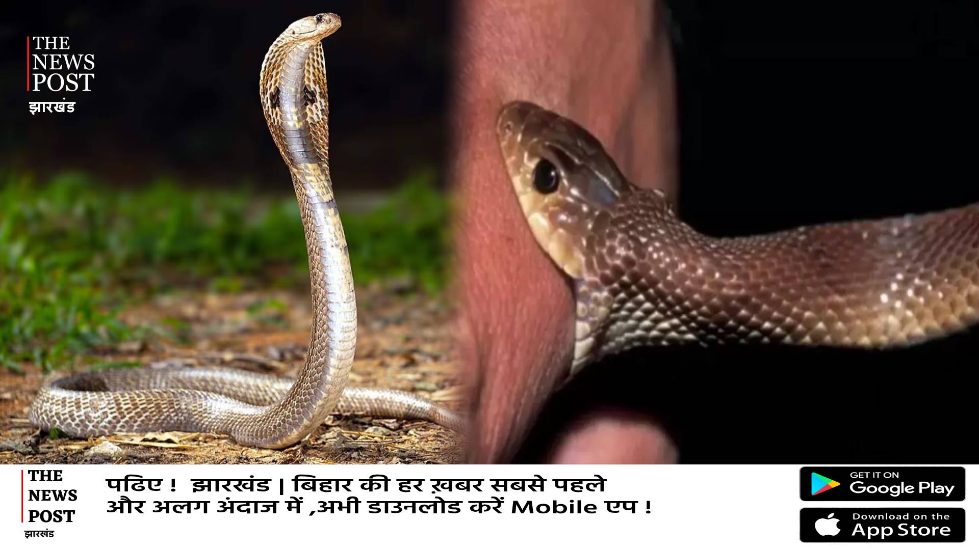 बढ़ रहे सर्पदंश के मामले, रांची में 80 लोग हुए शिकार!जानिए सांप काटने पर तुरंत क्या करें,क्या कहते हैं डॉक्टर  