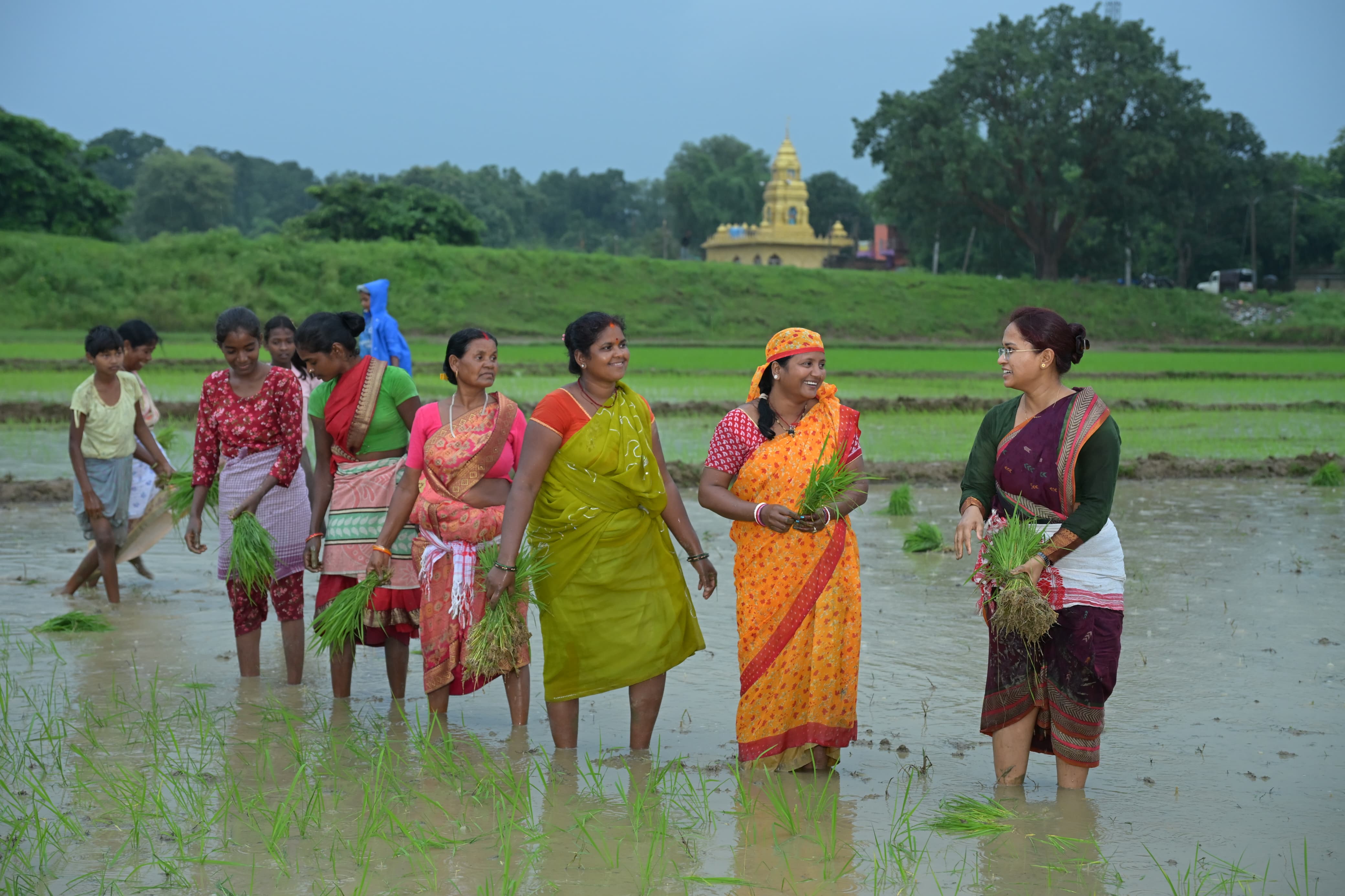 गीत गाते हुए धान रोपने खेत में उतरी कृषि मंत्री,देखिए कैसे झमाझम बारिश में कर रही रोपा
