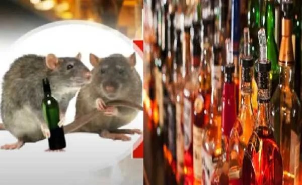 धनबाद में चूहों ने शराब क्या पी, शौकीनों को हो गई है भारी परेशानी, पढ़िए क्या है यह पूरा मामला !