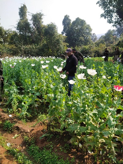 सरायकेला : नष्ट की गई कई गांवों में लहलहा रही पोस्तो की फसल