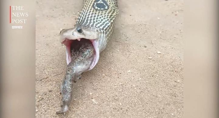 दो मेंढको को खाकर छतपटाने लगा कोबरा, फिर पचाने के लिए किया कुछ ऐसा कि हैरान रह गए लोग-देखें-VIRAL VIDEO