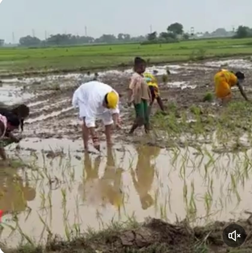 Jharkhand से लेकर Bihar तक नेताओं का खेत में धान रोपने का क्यों है बढ़ गया है क्रेज, पढ़िए 