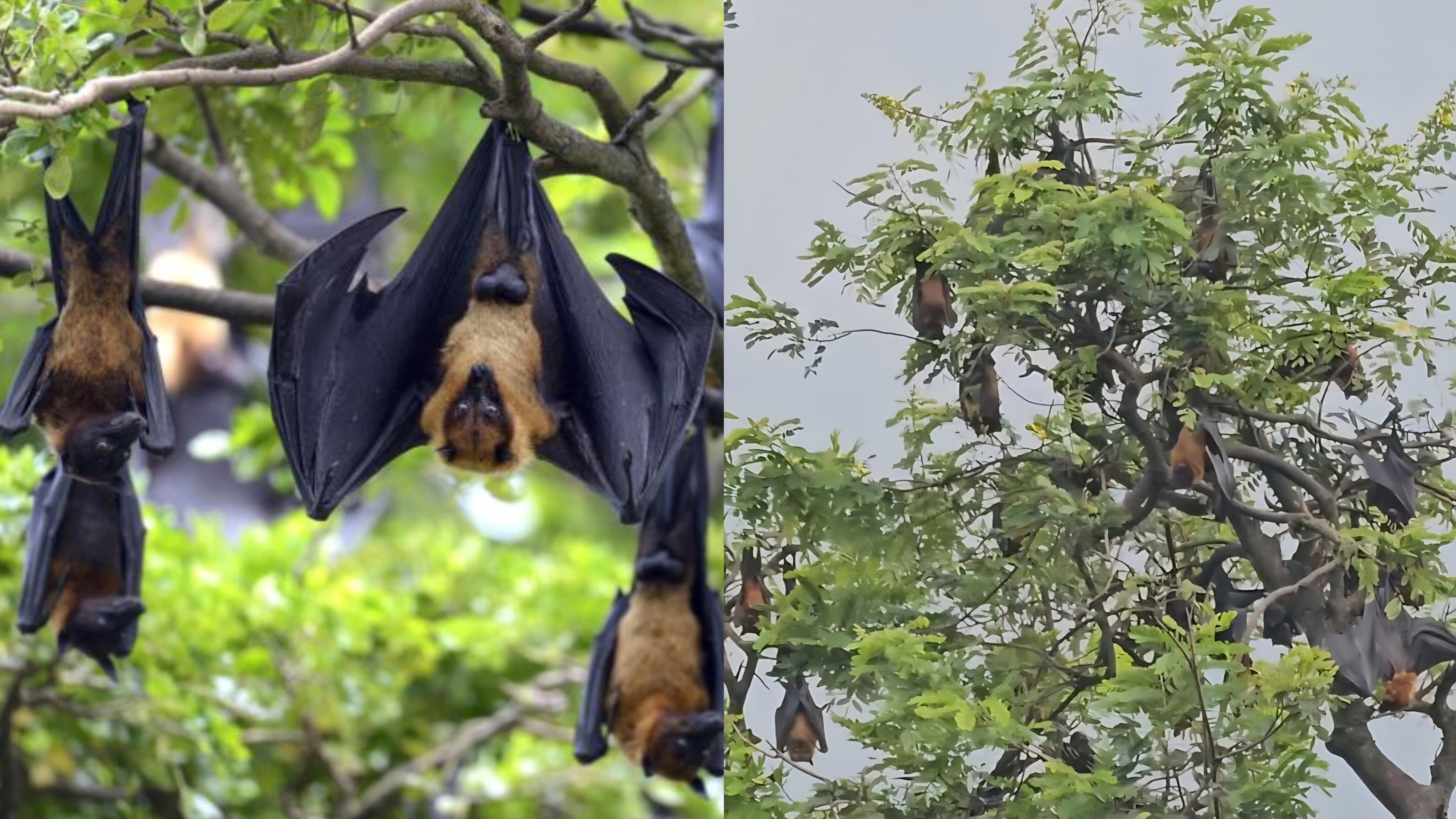 हजारों से सिमटकर सैकड़ों में रह गया हिरणपुर वन परिसर का उड़ता बसेरा,हम पेड़ काटते गए… और वो बिना शोर किए चले गए!