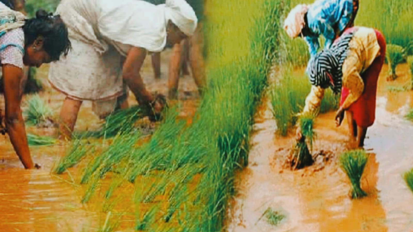 झारखंड में फिर करवट लेगा मौसम, अगले 5 दिनों तक होगी झमाझम बारिश, किसान अभी करें ये काम नहीं तो चौपट हो जाएंगी फसलें