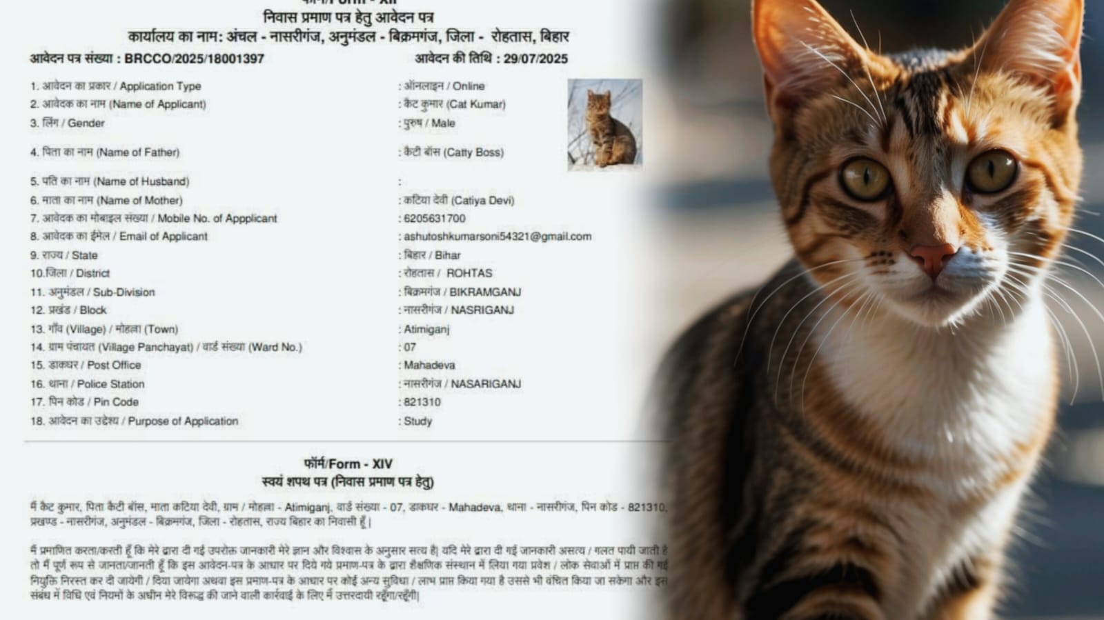 आइये ना हमरा बिहार में! अब बिहार में ‘कैट कुमार’ के लिये दिया गया आवेदन, मां-बाप भी ‘कैटी बॉस’ और ‘कैटिया देवी’ : सिस्टम को बना दिया चूहे-बिल्ली का खेल